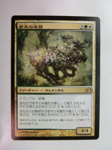 【MTG】老木の末裔　日本語1枚　プレインチェイス2012　P12　レア