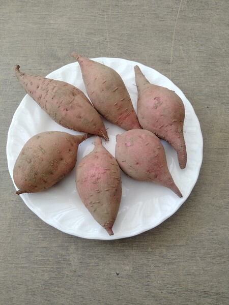 安納いも プチサイズ 10キロ(箱込み) 種子島産 安納芋農家直送