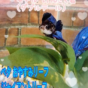ベタ ジャイアントサイズ おやすみリーフ