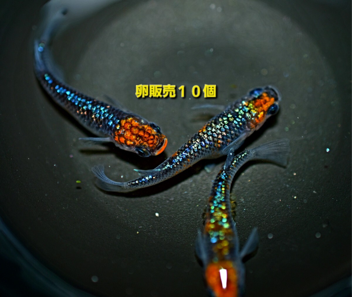Yahoo!オークション -「宮桜 メダカ」(魚類、水生生物) の落札