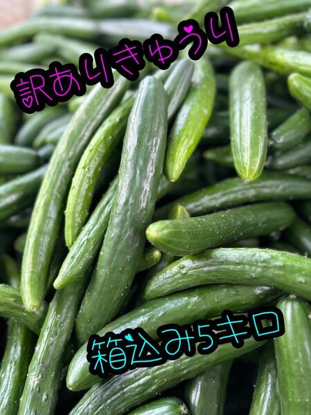 訳あり きゅうり 新鮮 5キロ 野菜