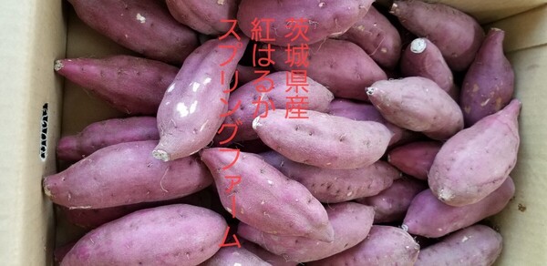 令和6年産新物初物3㌔以上茨城県紅はるかS&2Sメイン少し訳あり品サツマイモ減農薬栽培 農家直送便