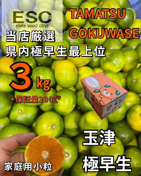 送料込!!ESC愛媛県玉津産極早生みかん小粒家庭用当店最上位希少3㎏+保証量200㌘みきゃん箱②