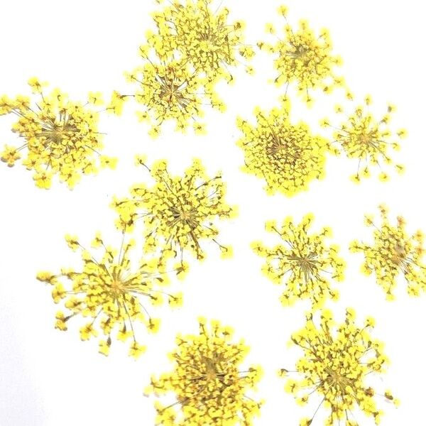 押し花☆レースフラワー☆イエロー☆30枚