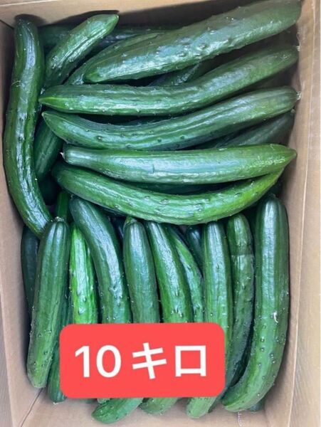 キュウリ 朝取れ 曲がりきゅうり 10キロ箱込み