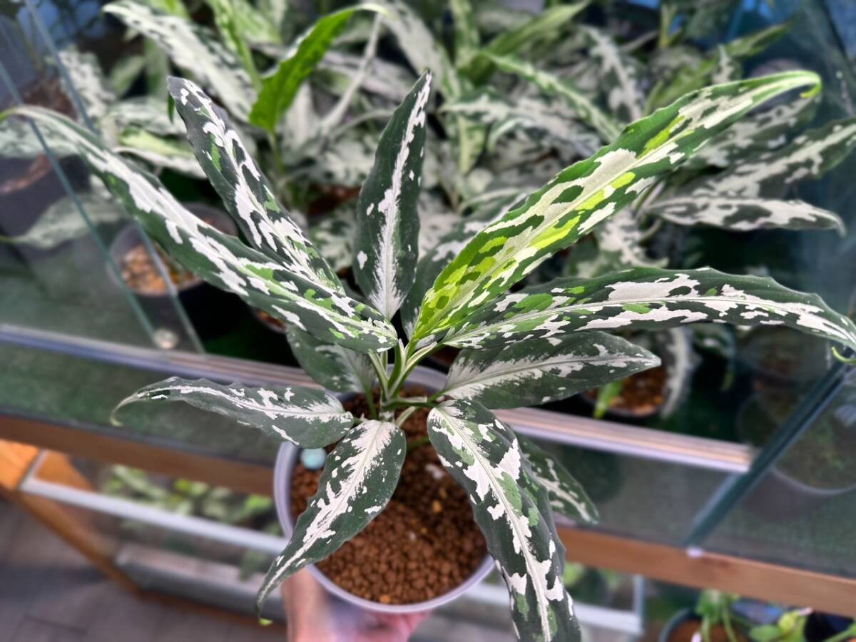 Yahoo!オークション -「aglaonema アグラオネマ」の落札相場 Yahoo!オークション -「aglaonema アグラオネマ」の落札相場