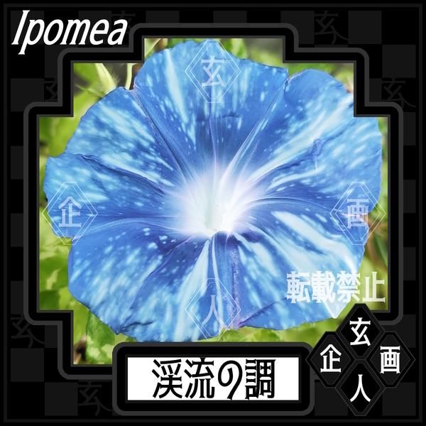 【渓流の調/種(3粒)】希少 人気品種 美花 大輪朝顔 黄斑入蝉葉浅葱吹雪筒白