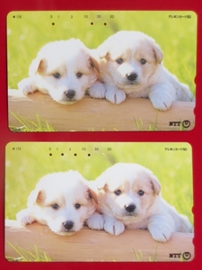 年始特売、テレホンカード50・使用済み・かわいい子犬2匹、2枚　NTT発行、3孔と5孔、裏面異なり(発行時期違い) 発行年・犬種不明 わんこ