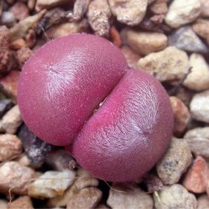 多肉植物 メセン コノフィツム デプレッサム depressum CR1563