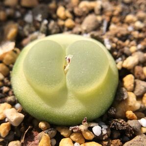 多肉植物 メセン コノフィツム ratum (R)ラツム SH1200