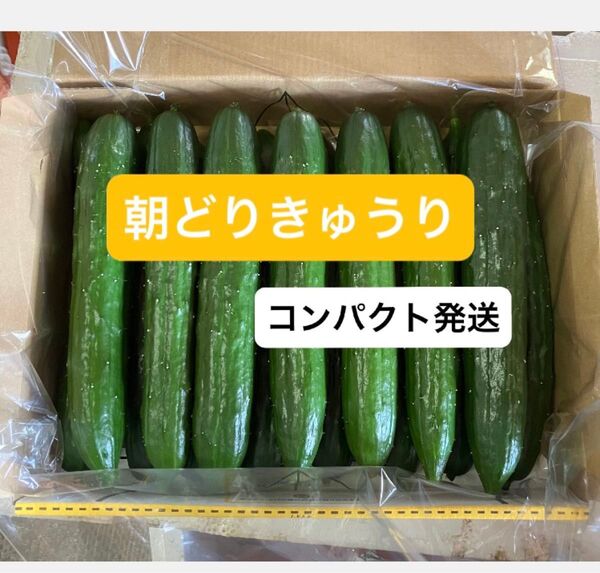 朝どりハウスきゅうり コンパクト発送 きゅうり農家直送