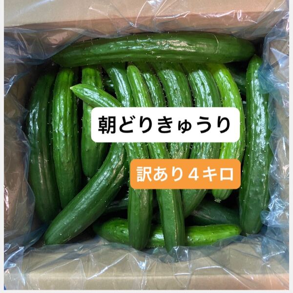 朝どりきゅうり 訳あり 箱込み4キロ