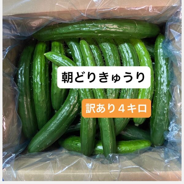 朝どりきゅうり 訳あり 箱込み4キロ
