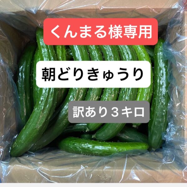 朝どりきゅうり 訳あり 箱込み3キロ