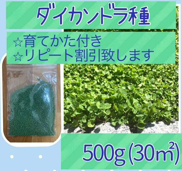《育て方付き・リピート割引あり》グランドカバーに!ダイカンドラ種子500g 以上