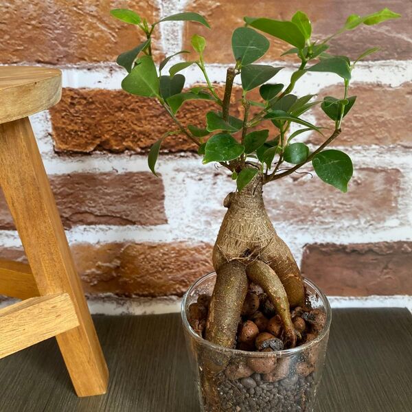 ガジュマル 塊根植物 ガジュマルの木 ハイドロカルチャー