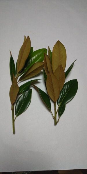 ☆泰山木(タイサンボク)の葉(枝付き) 10本! 25㎝〜30cm
