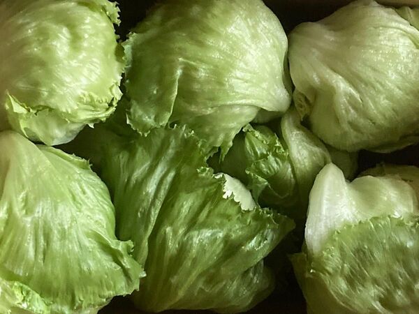 淡路島産◎減農薬安心安全訳ありレタス☆数量限定オマケ付き◎100サイズ箱(●^o^●)