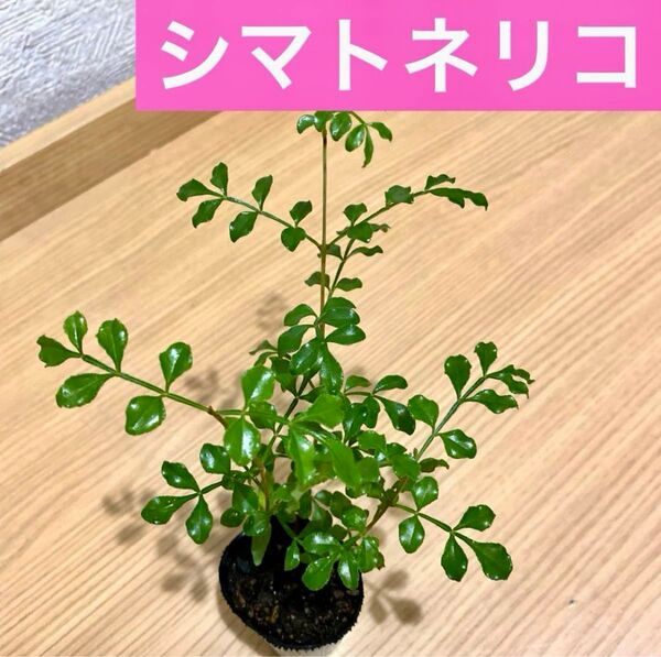 シマトネリコ 苗4cmポット入り 3株セット