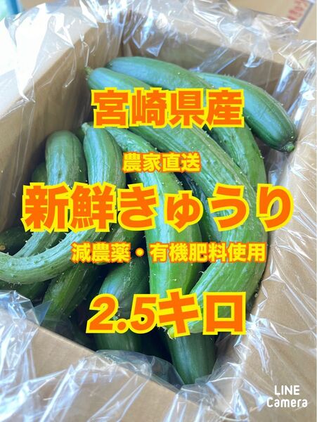 野菜 ハウスきゅうり 2.5キロ 宮崎県産 送料込み