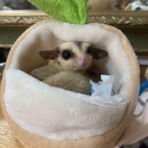 ももんがポーチ ハンドメイド フリー素材