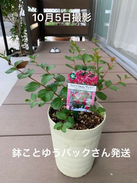 サルスベリ 苗木 来年用 鉢こと発送
