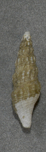 貝の標本 Leptadrillia cinereopellis 24.5mm.deep water. 台湾