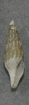 貝の標本 Leptadrillia cinereopellis 24.5mm.deep water. 台湾_画像2