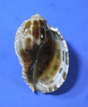 貝の標本 Harpa major 93.5mm 台湾_画像2