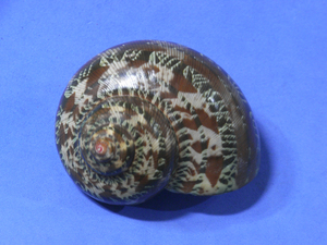 貝の標本 Turbo petholatus 62mm.w/o.