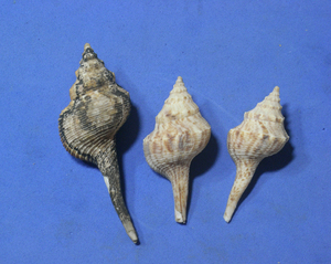 貝の標本 After cumongii set 3.51mm~71.2mm.台湾