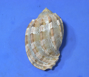 貝の標本 Harpa major 92.4mm 台湾