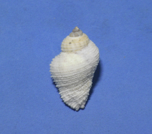 .. specimen Coralliophila radula 35.5mm