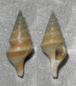 貝の標本 Makiyamaia mammillata Koroda.1961.28mm.w/o.台湾. 希少