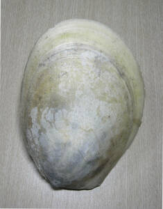 貝の標本 Acesta marissincia 189.5mm.big.台湾