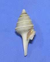 貝の標本 Gemmula luzonica 38mm.w/o.deep water.台湾_画像2