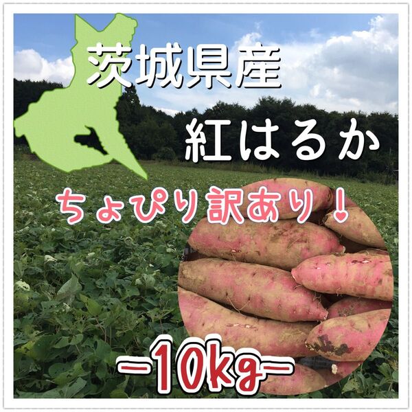 甘ーくて美味しいサツマイモ10kg【訳あり】茨城産 紅はるか!腸活やダイエット べにはるか さつまいも 干し芋作りなどにも