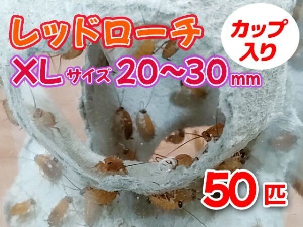 2025年最新】Yahoo!オークション -レッドローチ 成虫の中古品 2025年最新】Yahoo!オークション -レッドローチ 成虫の中古品