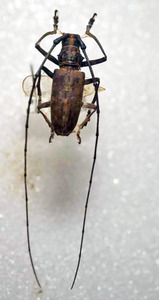 標本 338-81 稀少 マレーシア産 カミキリムシ Cerambycidae 体長22.3mm 現状特価