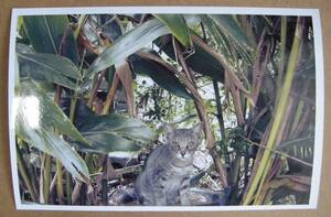 # Okinawa. cat # KG size.b almost post card large ( original work goods )