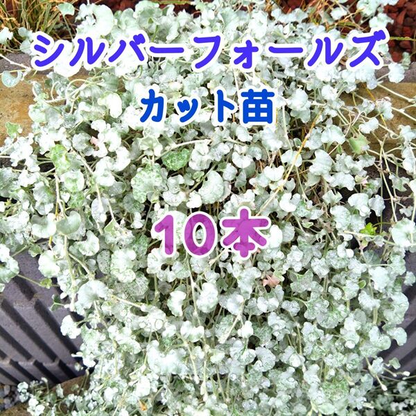 ディコンドラ シルバーフォールズ カット苗 10本
