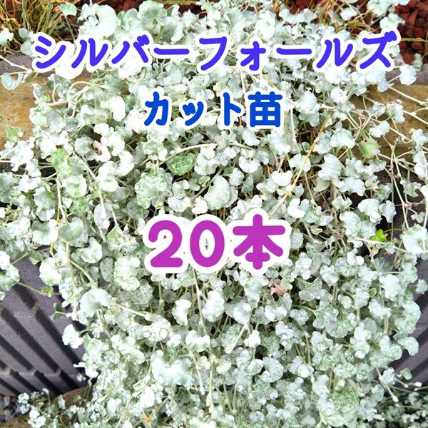 ディコンドラ シルバーフォールズ カット苗 20本