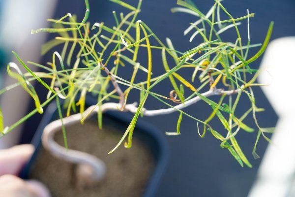 発芽確認済】ブルセラパラドクサ Bursera paradoxa 種子15粒