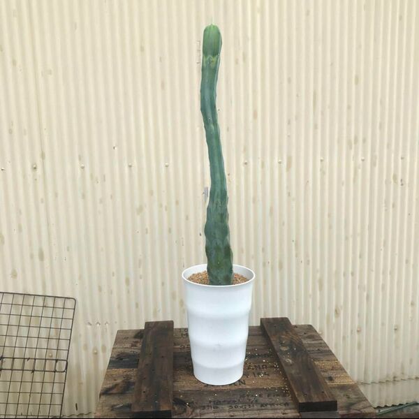 柱サボテン