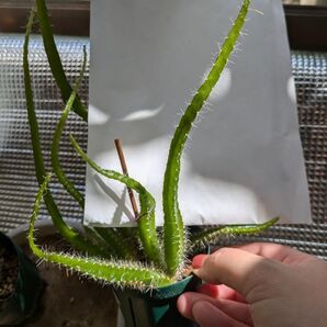 ⑤ドラゴンフルーツ(赤実) 抜き苗 1株/鹿児島産実生苗 3年もの ネコポス 果樹 多肉植物 サボテン