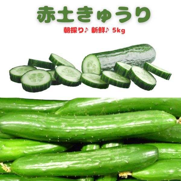 秀品 赤土きゅうり 5kg M【約48本】朝採り 産地直送 新鮮 カリカリ 山口産 もぎたて きゅうり 料理 お弁当 遠足 ピクニック 訳ありきゅうり