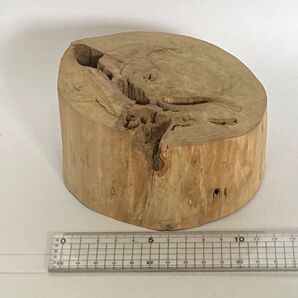 切り株(リンコの木)NO111、爬虫類 飼育 水槽 インテリア等に!