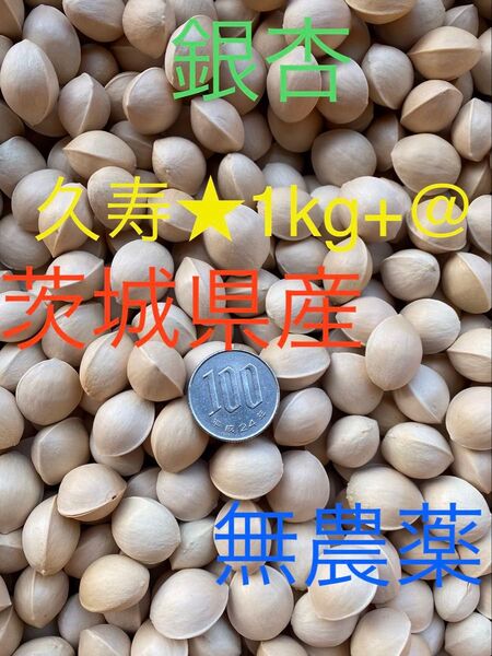 b6 銀杏●久寿●茨城県産 1kg+@