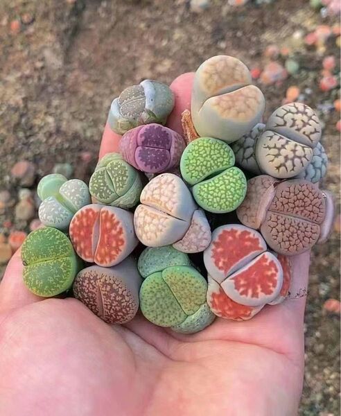 SALE 多肉植物 リトープス カラフル 10玉 大玉 1.7cm以上 抜き苗