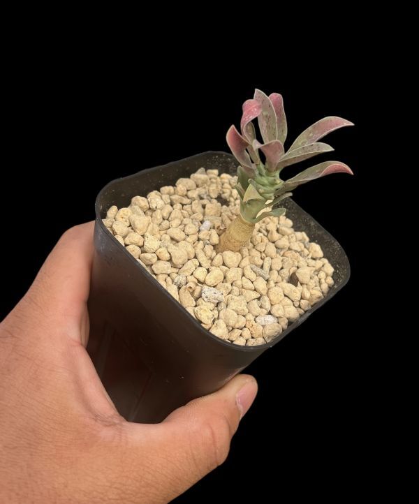 Yahoo!オークション -「ユーフォルビア クラビゲラ」(観葉植物 Yahoo!オークション -「ユーフォルビア クラビゲラ」(観葉植物